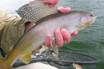 Hand holding out fish from fly-fishing excursion