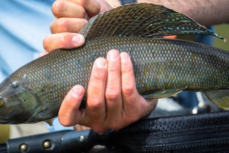 Guide holding a fish from Alaskan river