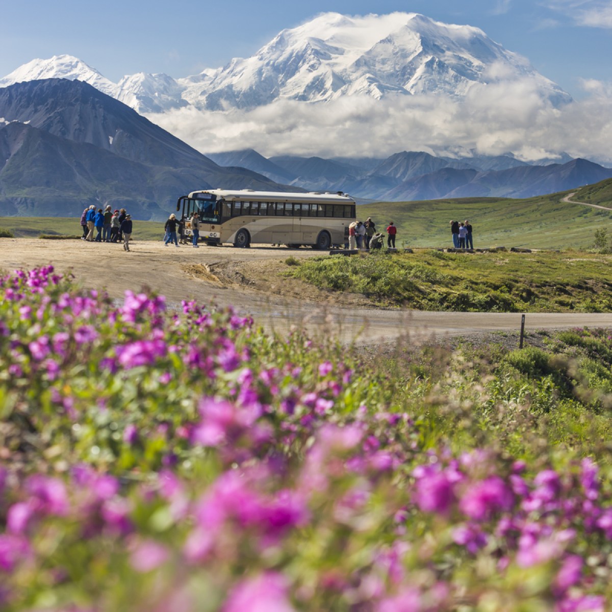 a purple flower in a field with a mountain in the background