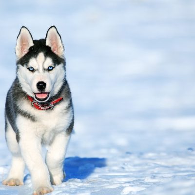 Husky